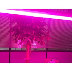 Cloche Linéaire Grow PRO CREE 160W CMPN-LNL-GRW-PRO-C160 Eclairage Grow